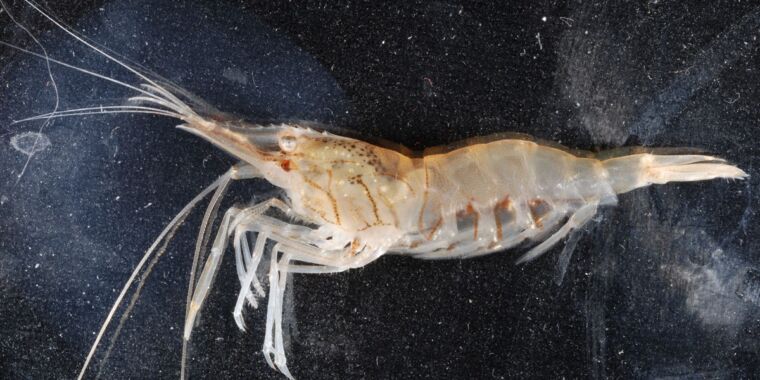 Hereâs how marsh grass shrimp reduce drag while swimming