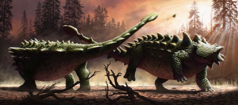 New find suggests ankylosaurâs tail clubs were for bashing each other