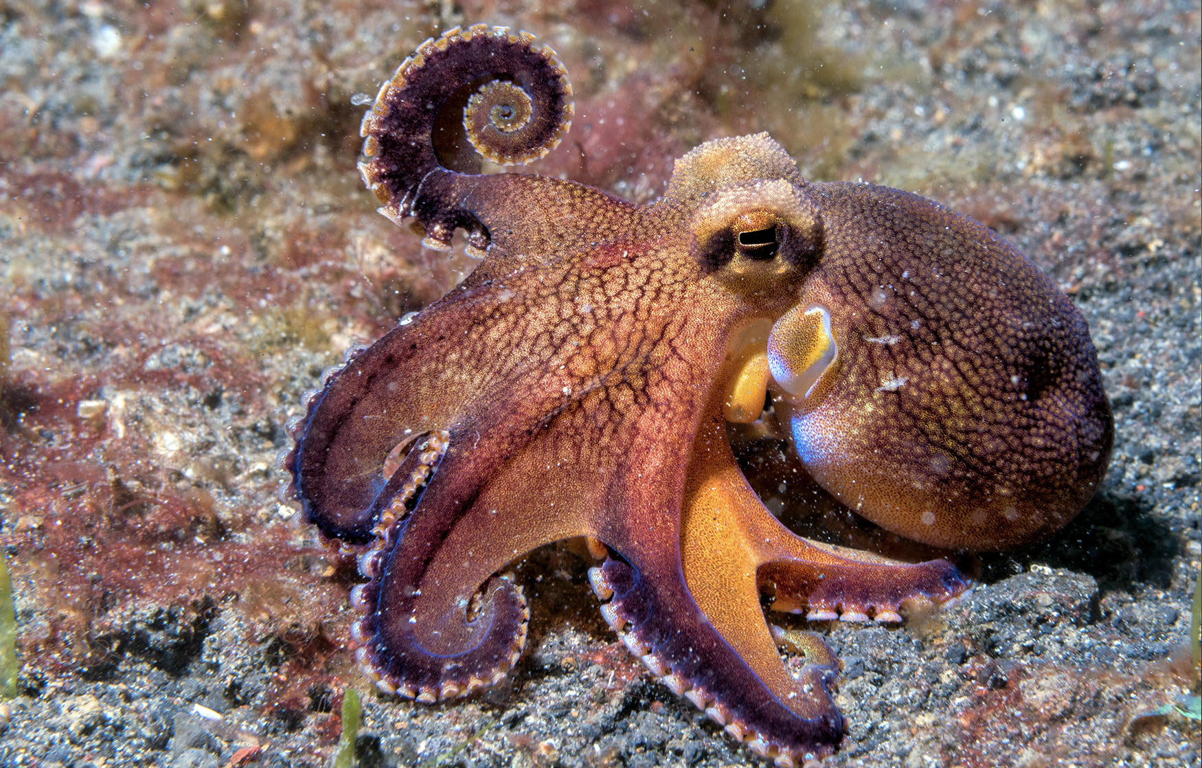 Octopus brains are more alien than we previously thought