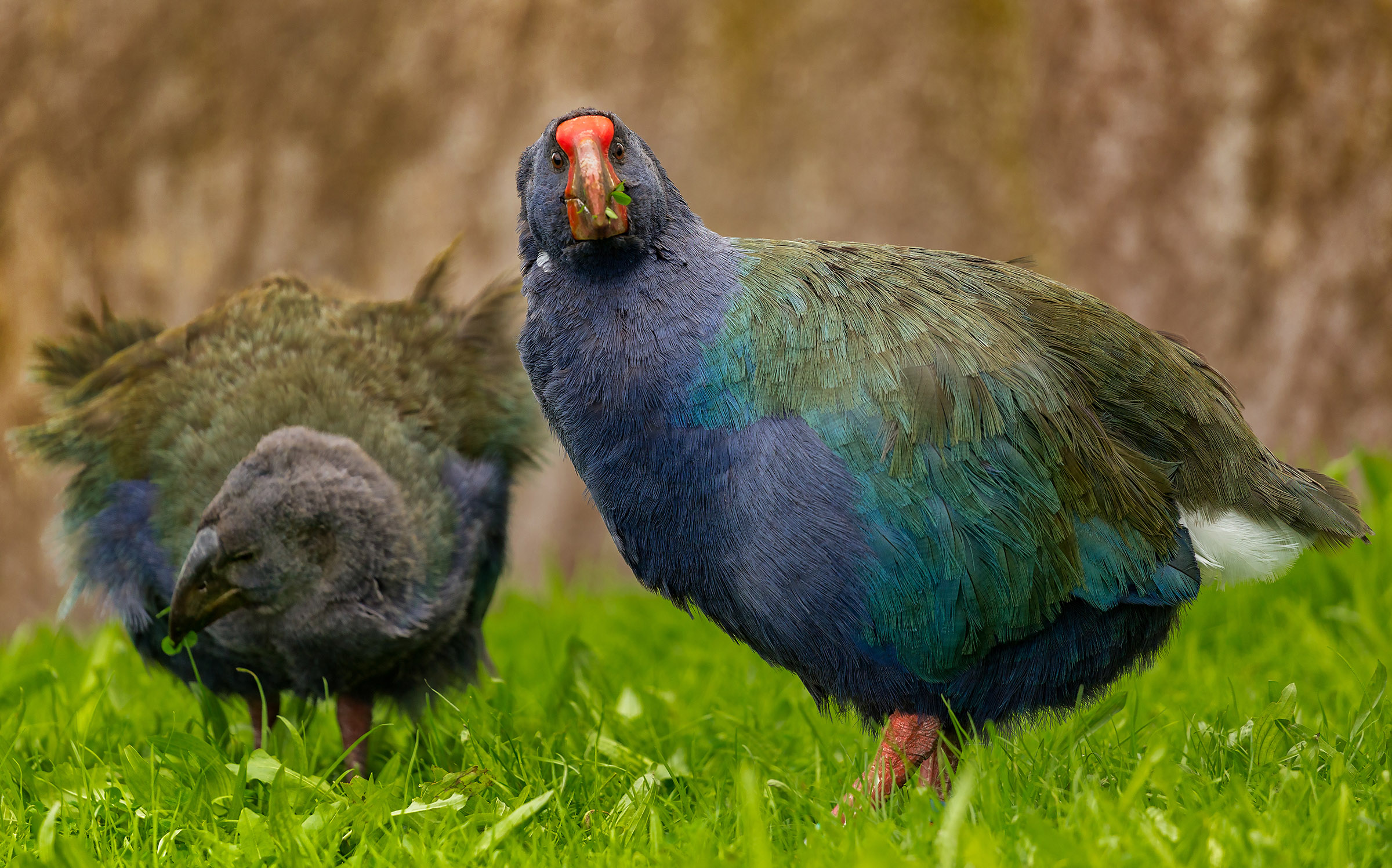 Prehistoric Takahe birds were thought to be extinct, but theyâve returned to the wild