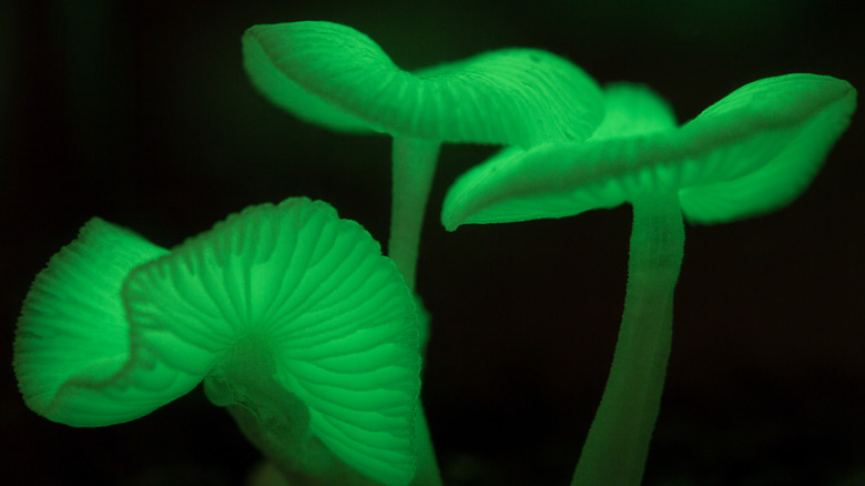 Bioluminescent mushrooms glowing green on a black background