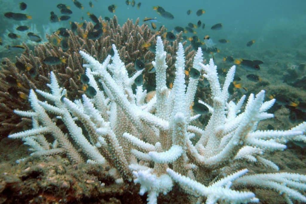Coral Reefs Are the First Ecosystem on Earth to Reach Climate 'Tipping Point'