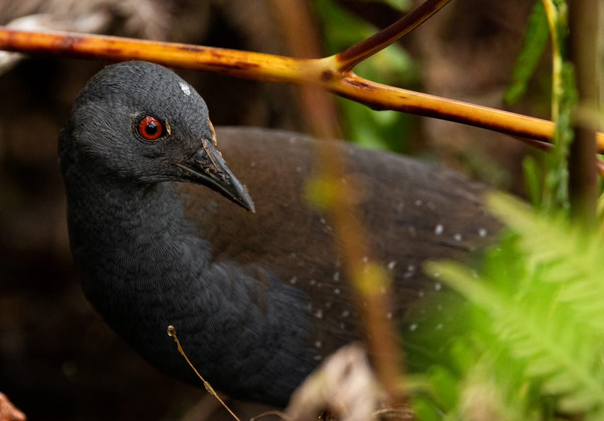 Critically Endangered Species Found Again Following 20-Year Disappearance