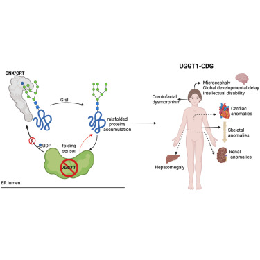 Google Duo's Closure Postponed by Multiple Months