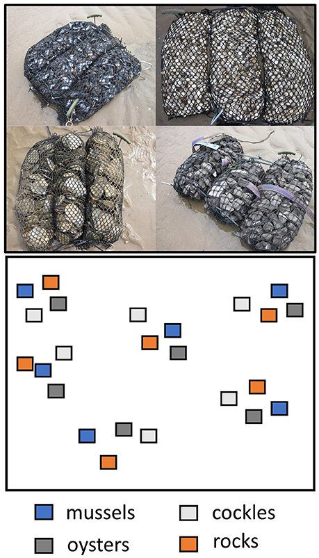 Grasping Artificial Reefs: Meaning and Objective