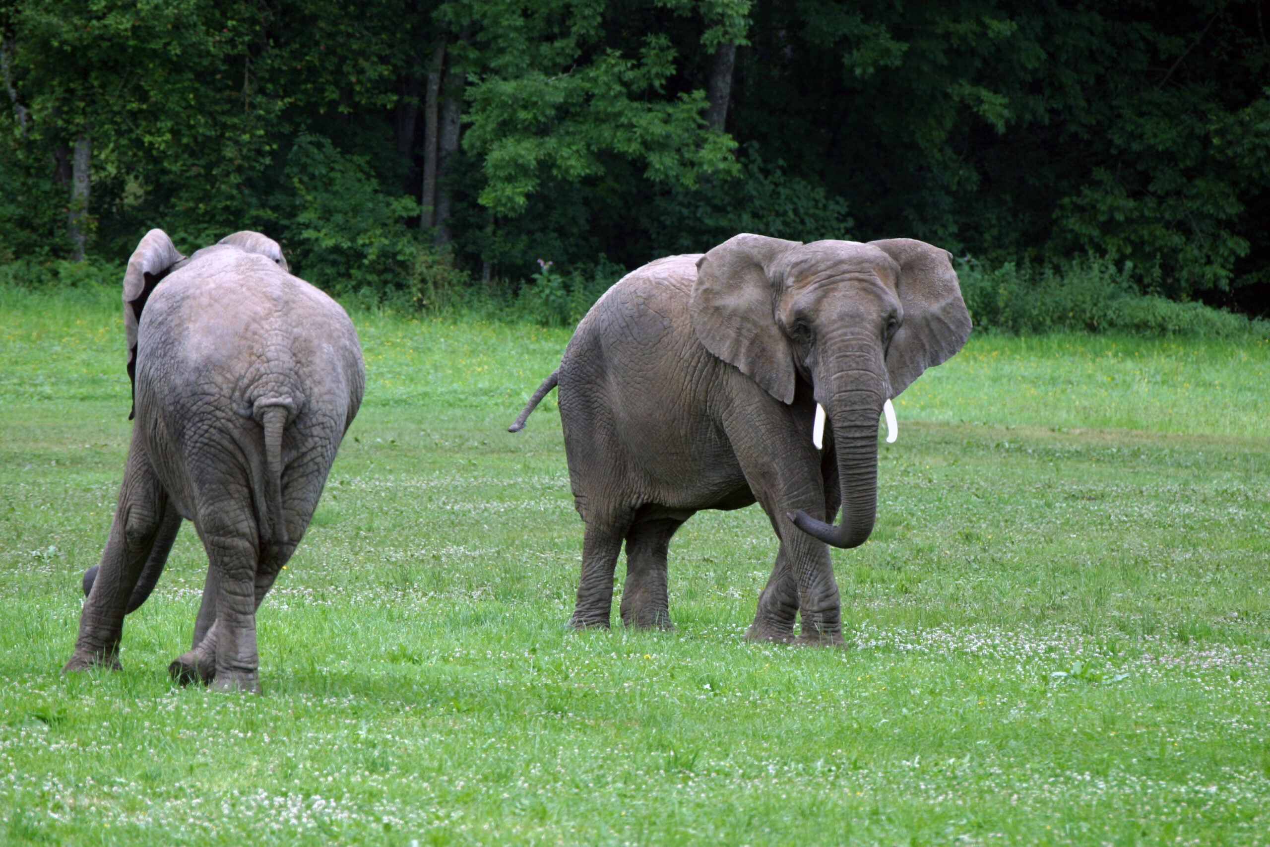 Leak Unveils Thinner, Lighter Galaxy S26 Variants Outdoing Apple’s Latest iPhones