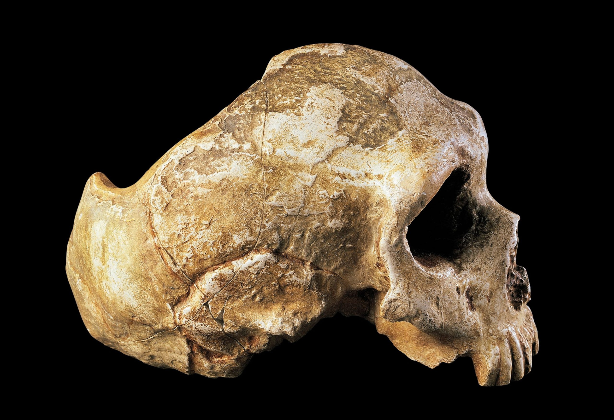 New Fossil Find Offers Proof of Coexistence Among Two Extinct Human Species