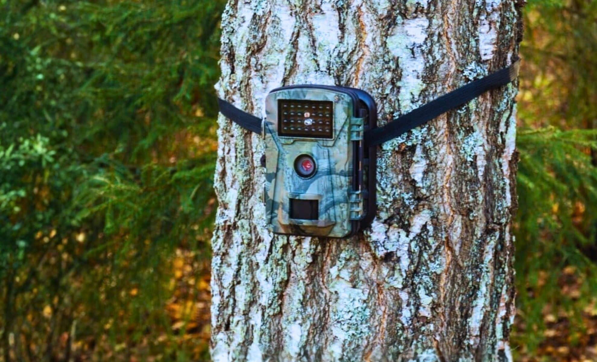 Researchers Excited by Trail Camera Image of Uncommon Feline