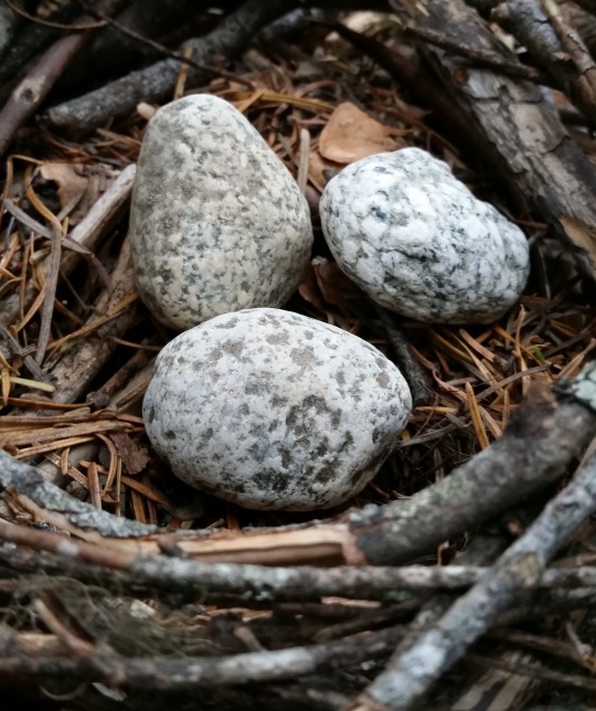 Special Offers on Narwal’s Entire Selection of Robot Vacuums for 9to5Mac Audience