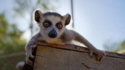 Apple TV Unveils Official Trailer for 'Born to be Wild'