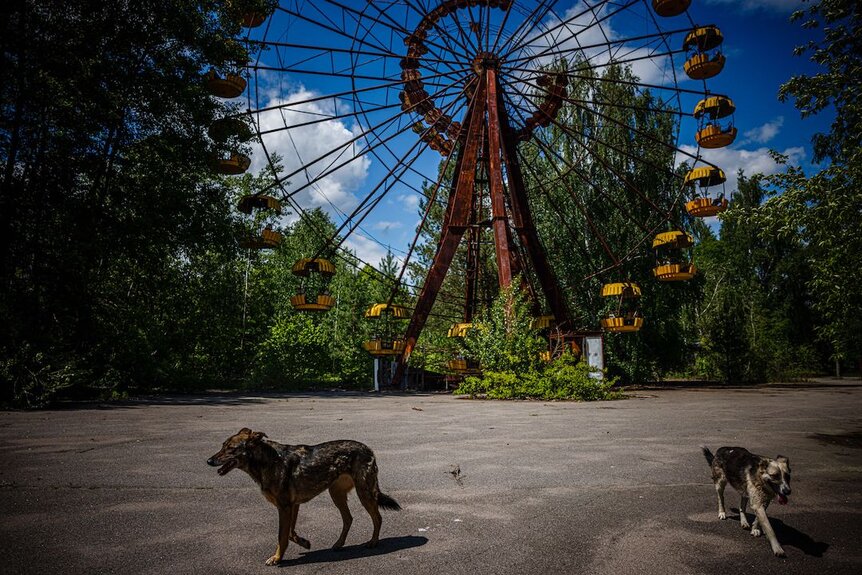Exploring the Development of Irradiated Dogs in Chernobyl