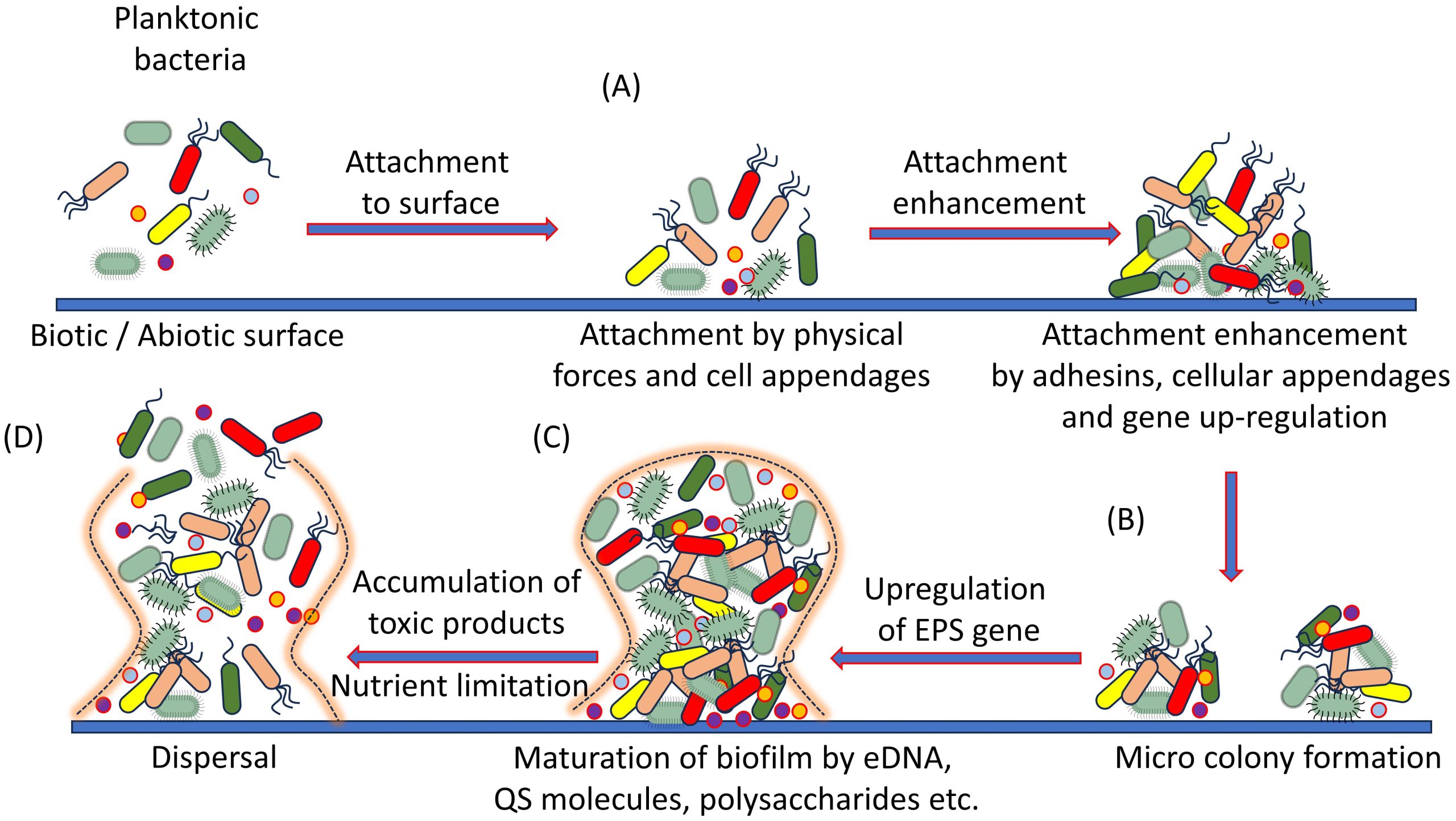 Google Messages Leak Suggests Enhanced SIM Transition Capabilities for RCS Coming Soon