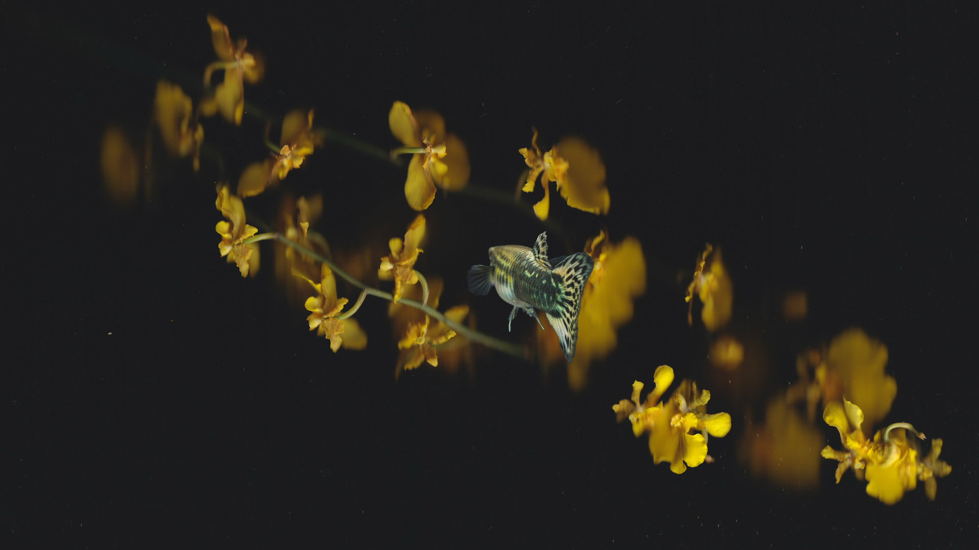 AI's Promise to Indie Filmmakers: Faster, Cheaper, Lonelier