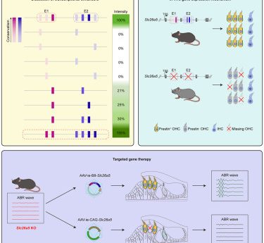 Common Medication Exhibits Promise in Addressing Hereditary Hearing Impairment