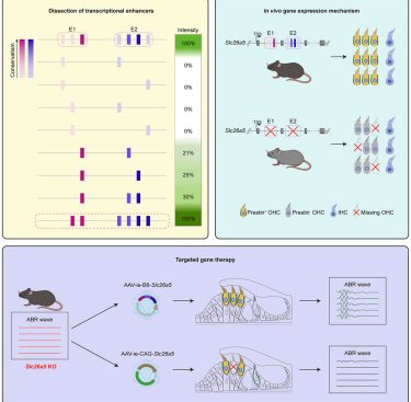 Common Medication Exhibits Promise in Addressing Hereditary Hearing Impairment