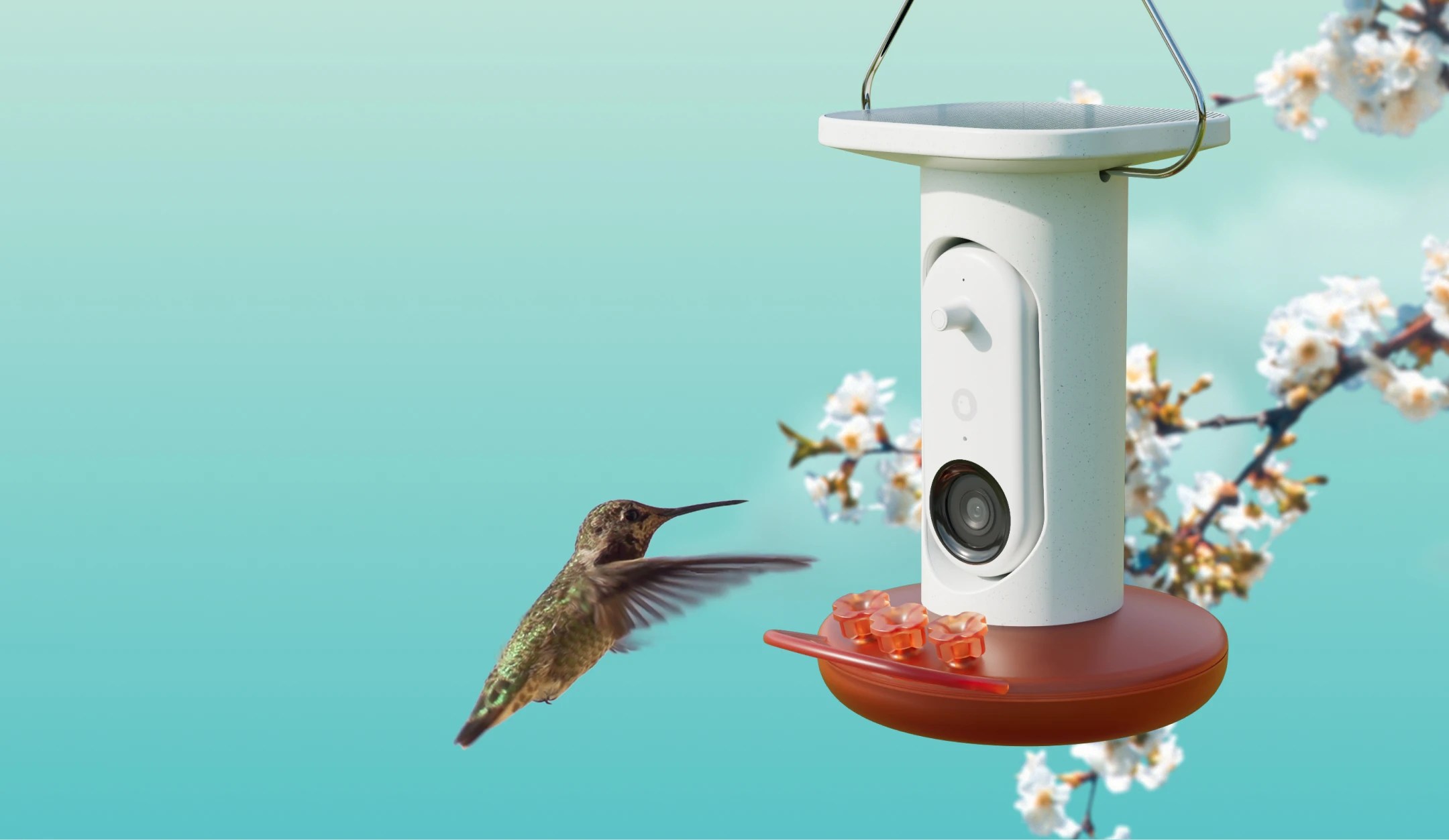 Birdbuddy's AI-Powered Hummingbird Feeder Matches Its Best Price Yet