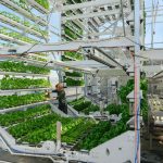 Canopii Aims to Succeed Where Other Indoor Farms Failed