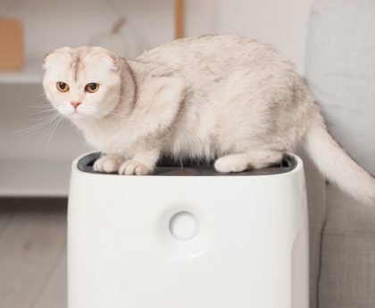 Consumer Reports Evaluates 8 Leading Air Purifier Brands from Least to Most Effective