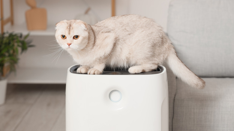 Consumer Reports Evaluates 8 Leading Air Purifier Brands from Least to Most Effective