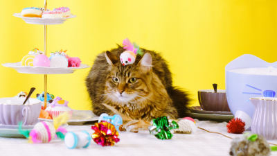 Amazon Pet Days Return in May: Essential Information on Prime Day for Pets