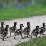 Everything We Like Is a Psyop