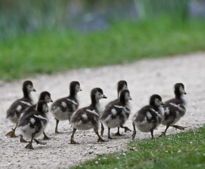 Everything We Like Is a Psyop