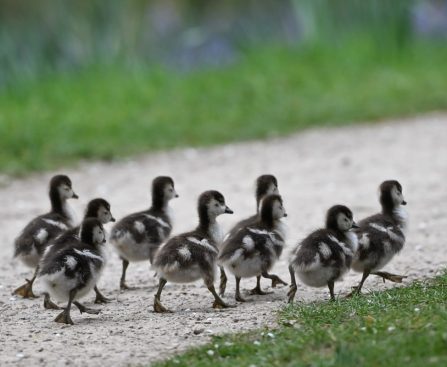 Everything We Like Is a Psyop