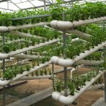 How China's Greenhouse Innovation is Changing Agriculture