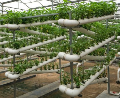 How China's Greenhouse Innovation is Changing Agriculture