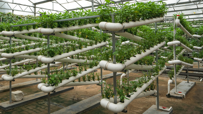 How China's Greenhouse Innovation is Changing Agriculture