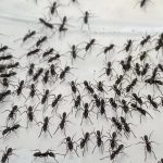 How to Recognize the Poisonous Ants Infiltrating the Southeastern U.S.