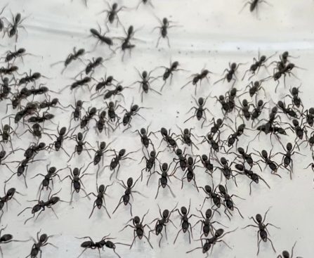 How to Recognize the Poisonous Ants Infiltrating the Southeastern U.S.