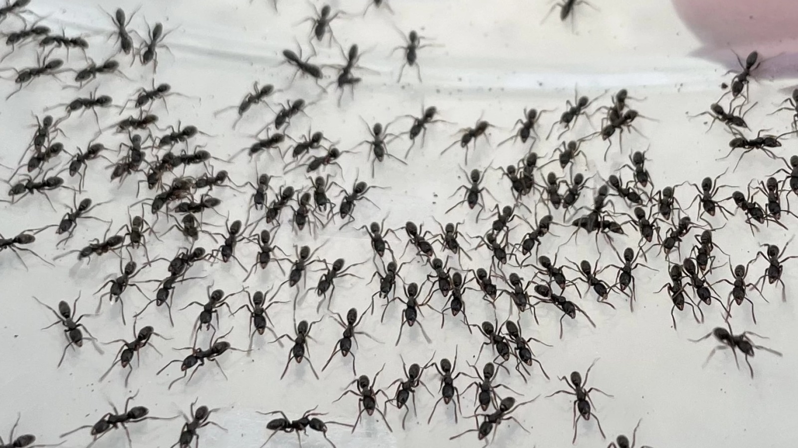 How to Recognize the Poisonous Ants Infiltrating the Southeastern U.S.