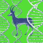 Is this 'de-extinction' project actually onto something?