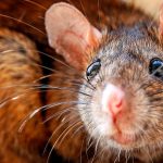 Rats Causing Damage to Fiber Optic Internet Cables Present Major Challenges
