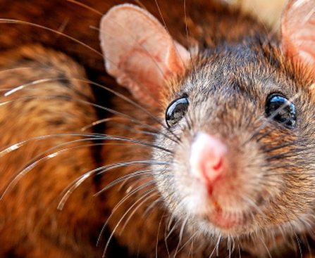 Rats Causing Damage to Fiber Optic Internet Cables Present Major Challenges