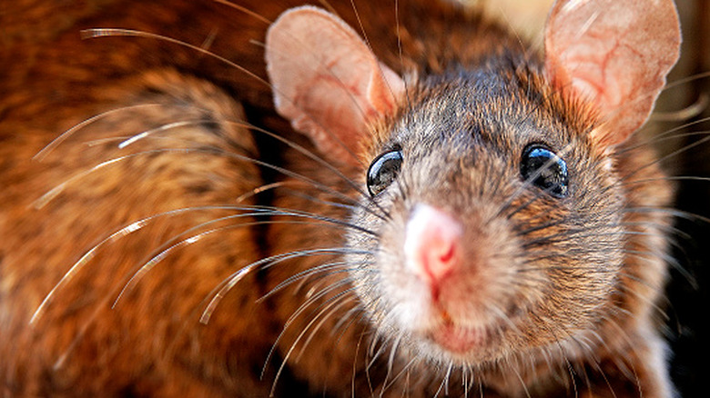 Rats Causing Damage to Fiber Optic Internet Cables Present Major Challenges