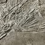 Rediscovered Species: Five Creatures Previously Thought to Be Extinct