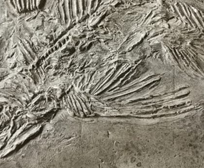 Rediscovered Species: Five Creatures Previously Thought to Be Extinct