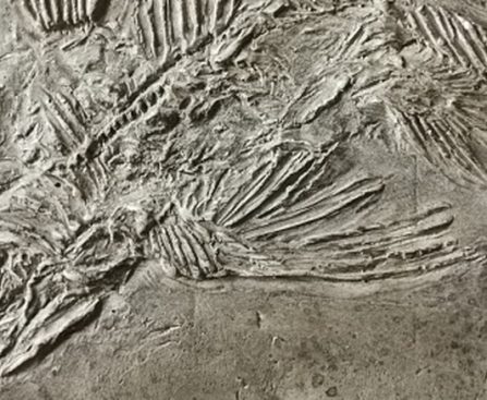 Rediscovered Species: Five Creatures Previously Thought to Be Extinct