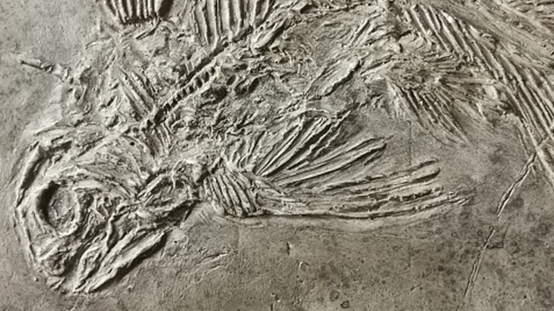 Rediscovered Species: Five Creatures Previously Thought to Be Extinct