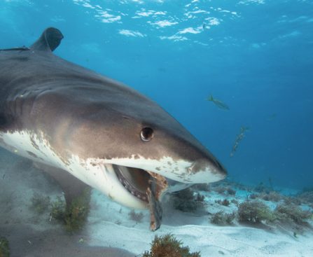 Sharks Sometimes Gnaw on Underwater Internet Cables, Though It's Uncommon