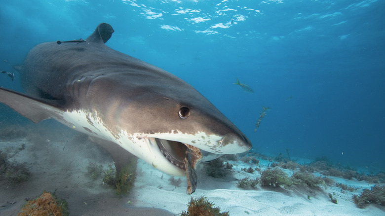 Sharks Sometimes Gnaw on Underwater Internet Cables, Though It's Uncommon