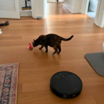 The 8 Best Vacuums for Pet Owners: Powerful Hair Pickup to Livestream Cameras