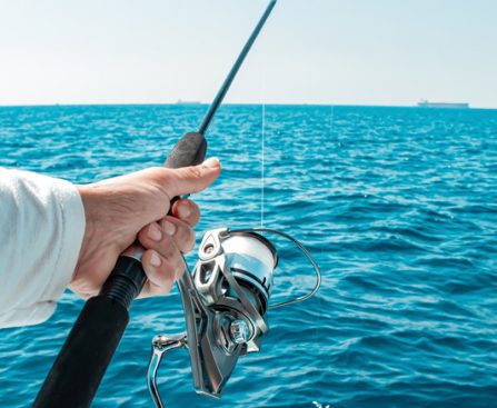 The Result of TactiBite Fish Call Following Shark Tank Season 8