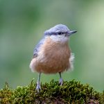 Top 5 Essential Devices for Bird Enthusiasts