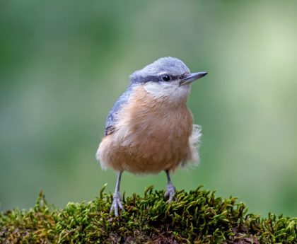 Top 5 Essential Devices for Bird Enthusiasts