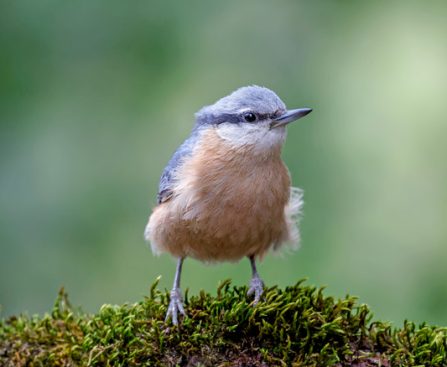 Top 5 Essential Devices for Bird Enthusiasts