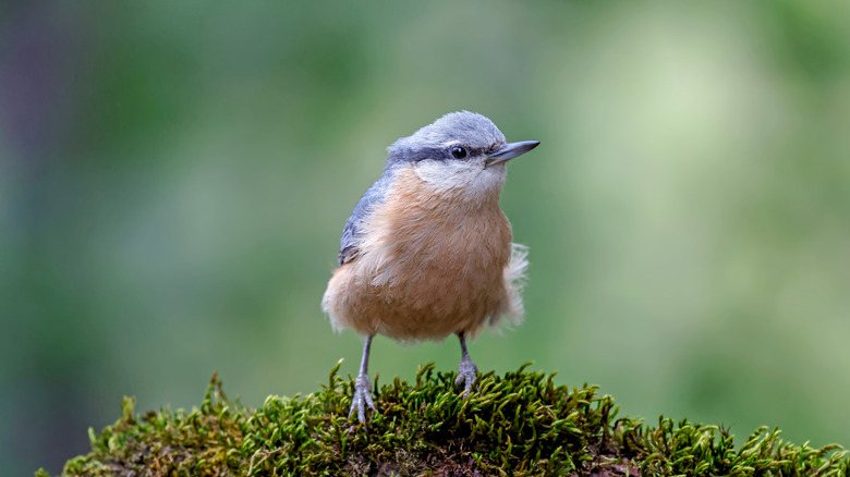 Top 5 Essential Devices for Bird Enthusiasts