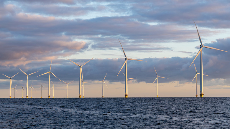 Unforeseen Impacts of Offshore Wind Farms on Regional Fauna